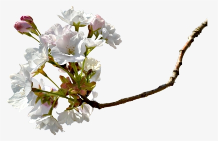 Transparent Cherry Blossom Petals Falling Png - Miroslav Dolenec Dravski Moja Podravina, Png Download, Free Download