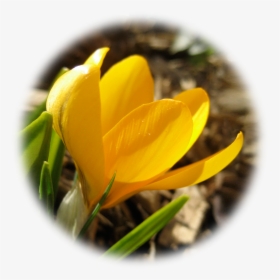 Spring Crocus, HD Png Download, Free Download