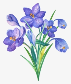 Algerian Iris, HD Png Download, Free Download