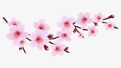 Blossom Spring Pink Twig Transparent Png Clip Art Image - Cherry Blossom Flowers Transparent Background, Png Download, Free Download