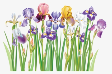 Violet Clipart Prairie Crocus - Free Clip Art Iris Flower, HD Png Download, Free Download