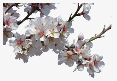 Flowers, Almond Tree, Flowering, Cropped Image, Flowery - Real Flowers Transparent Background, HD Png Download, Free Download