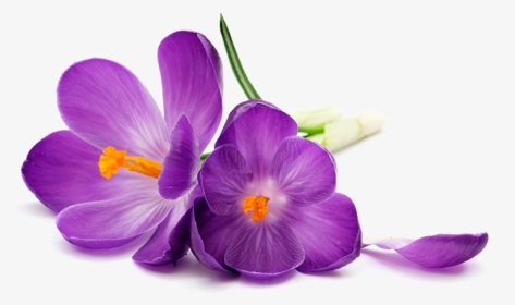 Purple Flowers Png Image Transparent - Purple Flowers White Background, Png Download, Free Download