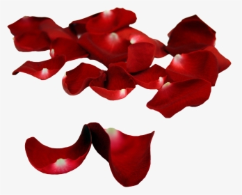 Falling Rose Petals Png, Transparent Png, Free Download