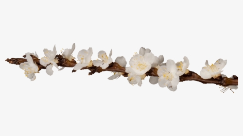 Branches With Flowers Png, Transparent Png, Free Download