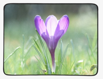 Purple Crocus In Spring 001 Beach Mat 78"x 60" - Spring Crocus, HD Png Download, Free Download
