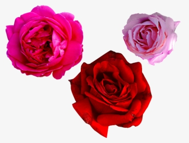 Red And Pink Rose Png, Transparent Png, Free Download