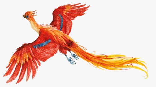 Harry Potter Png No Background - Harry Potter Phoenix Illustration, Transparent Png, Free Download
