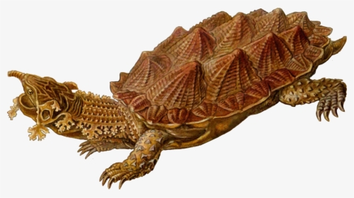 Turtle,reptile,tortoise - Tortugas De La Prehistoria, HD Png Download, Free Download