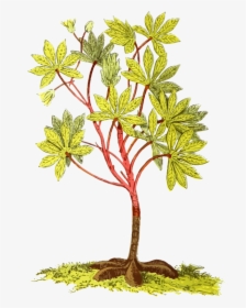 All Photo Png Clipart - Cassava Plant Png, Transparent Png, Free Download