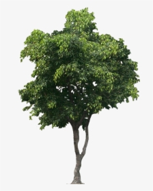 Tree Png For Architect, Transparent Png, Free Download