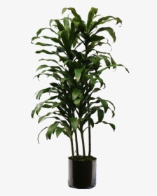 Indoor Plants Png - Transparent Indoor Tree Png, Png Download, Free Download