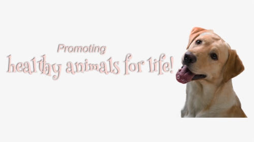 Promoting Healthy Animals For Life - Dog Yawns, HD Png Download, Free Download