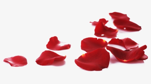Red Rose Petals Png, Transparent Png, Free Download