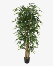 Bamboo Tree Png, Transparent Png, Free Download