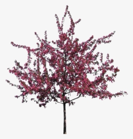 Flowers Tree Png - Flower Tree Transparent Background, Png Download, Free Download