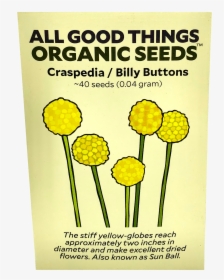 Craspedia Flower / Billy Buttons - Flower, HD Png Download, Free Download