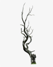 Dead Tree Clipart Thorn Tree - Tree Branch Png, Transparent Png, Free Download