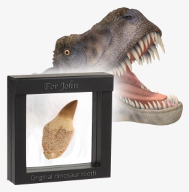 Original Dinosaur Tooth - Dinosaurs Diente, HD Png Download, Free Download