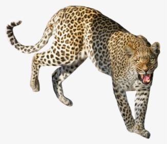 Leopard Standing Png Image - Leopard Png Images Transparent, Png Download, Free Download