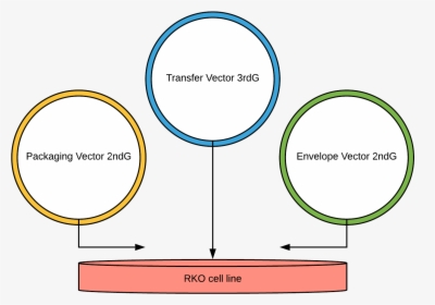 Our Main Design Of Lentiviral Transfection Into Rko - Circle, HD Png Download, Free Download