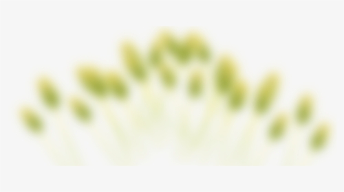 Macro Photography, HD Png Download, Free Download