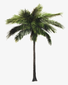 Thumb Image - Jungle Palm Trees Png, Transparent Png, Free Download