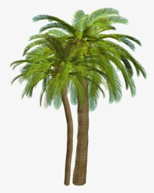 Palm Tree For Photoshop, HD Png Download, Free Download