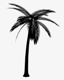 Asian Palmyra Palm Silhouette Vector Graphics Portable - Vector Palm Tree Png, Transparent Png, Free Download
