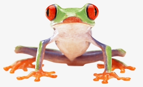 Crazy Green Frog Png Image - Red Eyed Tree Frog Front, Transparent Png, Free Download