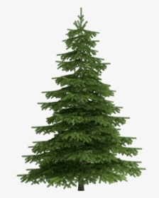 Isolated Spruce Tree, HD Png Download, Free Download