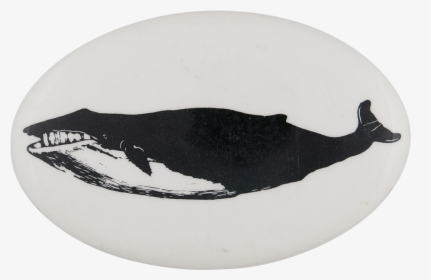 Greenpeace Blue Whale Cause Button Museum - Killer Whale, HD Png Download, Free Download