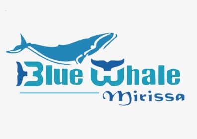 Blue Whales Mirissa - Graphic Design, HD Png Download, Free Download