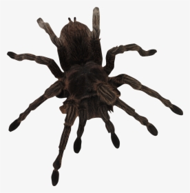 Giant Black Spider In Delaware, HD Png Download, Free Download