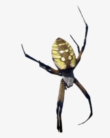 Orb Weaver Spider Png, Transparent Png, Free Download