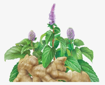 Ginger Peppermint - Herb, HD Png Download, Free Download