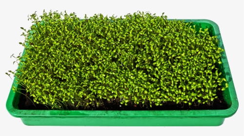 Hydroponic Microgreens Tray, HD Png Download, Free Download