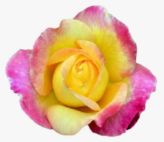 Pink And Yellow Rose Png , Png Download - Rose, Transparent Png, Free Download