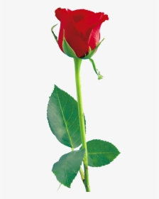Rose Png Hd, Transparent Png, Free Download