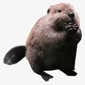 Chubby Beaver Images - Transparent Background Beaver Png, Png Download, Free Download