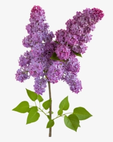 Lilac Png - Body Shop Lavender Shower Gel, Transparent Png, Free Download
