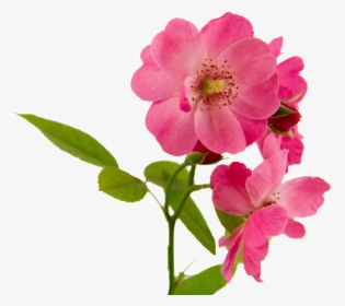 Pink Flowers Beautiful Png Hd Powerpoint Download Png - Rosa Canina Png, Transparent Png, Free Download