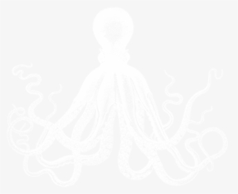 White-octopus3 - Octopus With Black Background, HD Png Download, Free Download