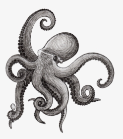 Octopus Drawing Squid Kraken Cephalopod - Octopus Drawing Png, Transparent Png, Free Download