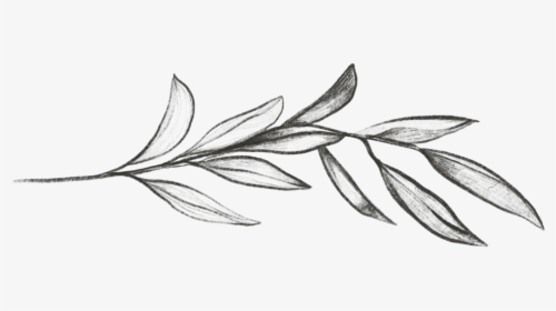 Twig - Sketch, HD Png Download, Free Download