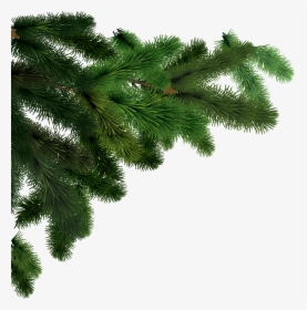 Tree Branch Png - Pine Tree Branch Png, Transparent Png, Free Download