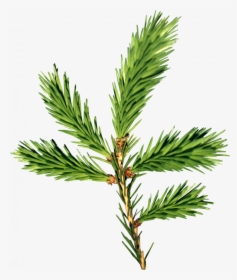 Now You Can Download Fir-tree Png Picture - Fir Tree Leaves Png, Transparent Png, Free Download