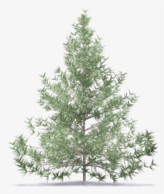 Fir Tree - Flocked Christmas Tree, HD Png Download, Free Download