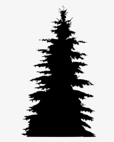 Pine Fir Spruce Tree Silhouette - Transparent Pine Tree Clipart Silhouette, HD Png Download, Free Download