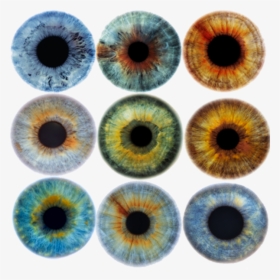 Color De Iris - Realistic Eye Iris Drawing, HD Png Download, Free Download